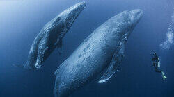 Humpbacks After Dark Humpbacks After Dark