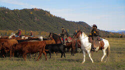 Call of the Cattleman Call of the Cattleman