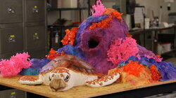 Turtle Rescue, Roller Derby and Treasure Hunt Turtle Rescue, Roller Derby and Treasure Hunt
