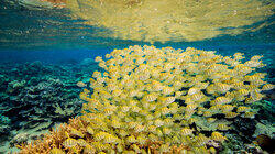 Palmyra Atoll Palmyra Atoll