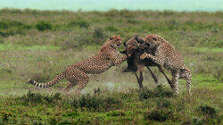 Cheetah Cheetah