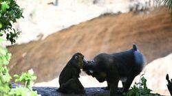 Meet the Mandrills Meet the Mandrills