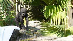 Baby Gorilla Grace Baby Gorilla Grace