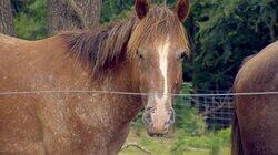 All the Pretty Horses All the Pretty Horses