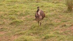 The Emu Chase The Emu Chase