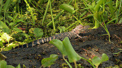 Hungry, Hungry Gators Hungry, Hungry Gators