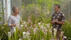 Episode 3 - Myrtle Rust, Shade, Dementia & Sarracenia Episode 3 - Myrtle Rust, Shade, Dementia & Sarracenia