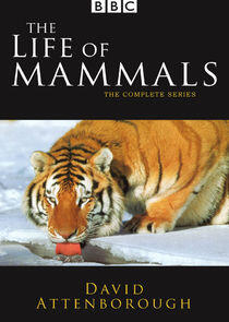 The Life of Mammals The Life of Mammals