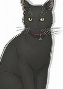 Black Cat Black Cat