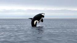 Orca Orca