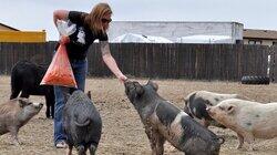 Hog Wild Hog Wild