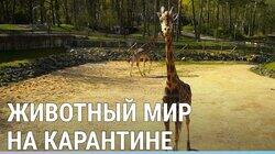 Зверский карантин Зверский карантин