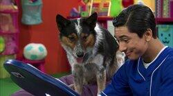 Dog Star Challenge Dog Star Challenge
