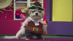 Puppy Pirates! Puppy Pirates!