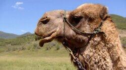 Happy Couple of Camels Happy Couple of Camels