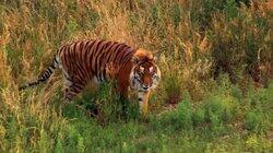 A Tiger's Tale A Tiger's Tale