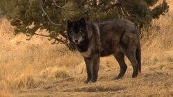 At Home With Wolves At Home With Wolves