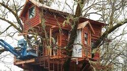 A Sushi Lover's Treehouse A Sushi Lover's Treehouse