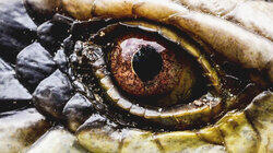 Enigma Animal of Colombia Enigma Animal of Colombia