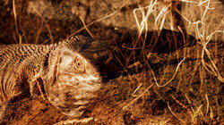 Big Biting Lizards Big Biting Lizards