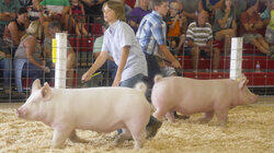 All is Fair in Love and Boars All is Fair in Love and Boars