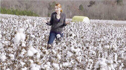 Sustainable Cotton