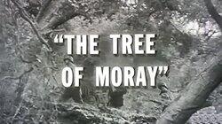 The Tree of Moray The Tree of Moray