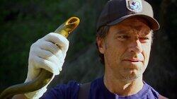Sea Lamprey Exterminator Sea Lamprey Exterminator