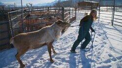 Running with Reindeer