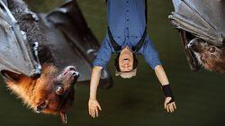Fruit Bats Fruit Bats