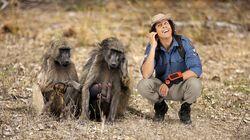 Chacma Baboons Chacma Baboons