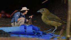 Bowerbirds Bowerbirds