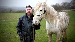 Pit Bull Seizure, Dementia Dog and Horse Therapy