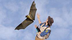 Andy and the Flying Fox Andy and the Flying Fox