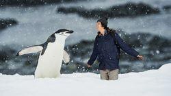 Chinstrap Penguins Chinstrap Penguins