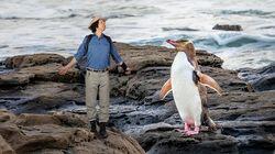 New Zealand Penguins New Zealand Penguins