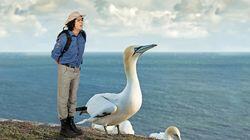 Gannets Gannets