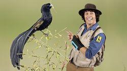 Andy and the Jackson's Widowbird Andy and the Jackson's Widowbird