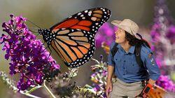 Monarch Butterflies Monarch Butterflies