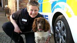 Police Dog and Suspected Illegal Boxer Breeding