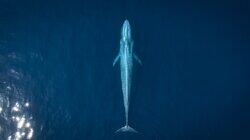 The Grey Whale The Grey Whale