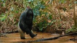 The Gorilla The Gorilla