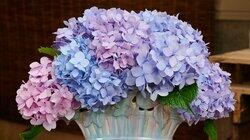 Hooray for Hydrangeas Hooray for Hydrangeas
