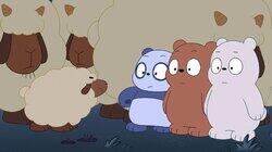 Sheep Bears