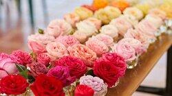 Everything's Coming up Roses Everything's Coming up Roses