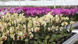 Demystifying Orchids Demystifying Orchids