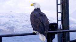 Where Eagles Dare Where Eagles Dare