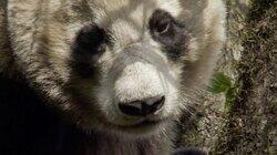 Land of the Panda Land of the Panda