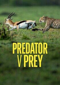 Predator v Prey Predator v Prey