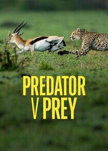 Predator vs Prey Predator vs Prey